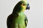 Parrot Image